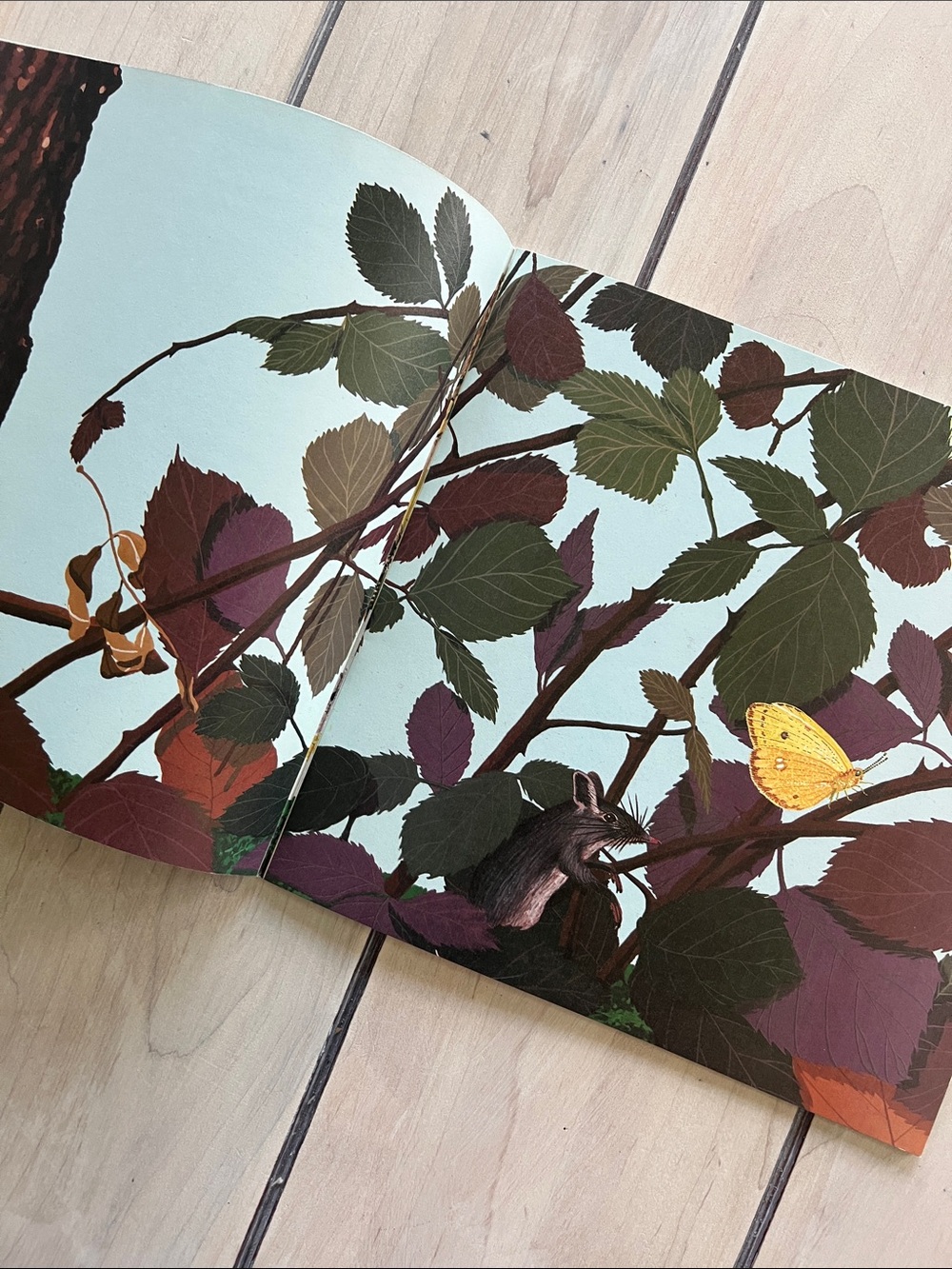 Children’s Book Bundle on Nature/Woods/Flowers - Picture 5 of 9